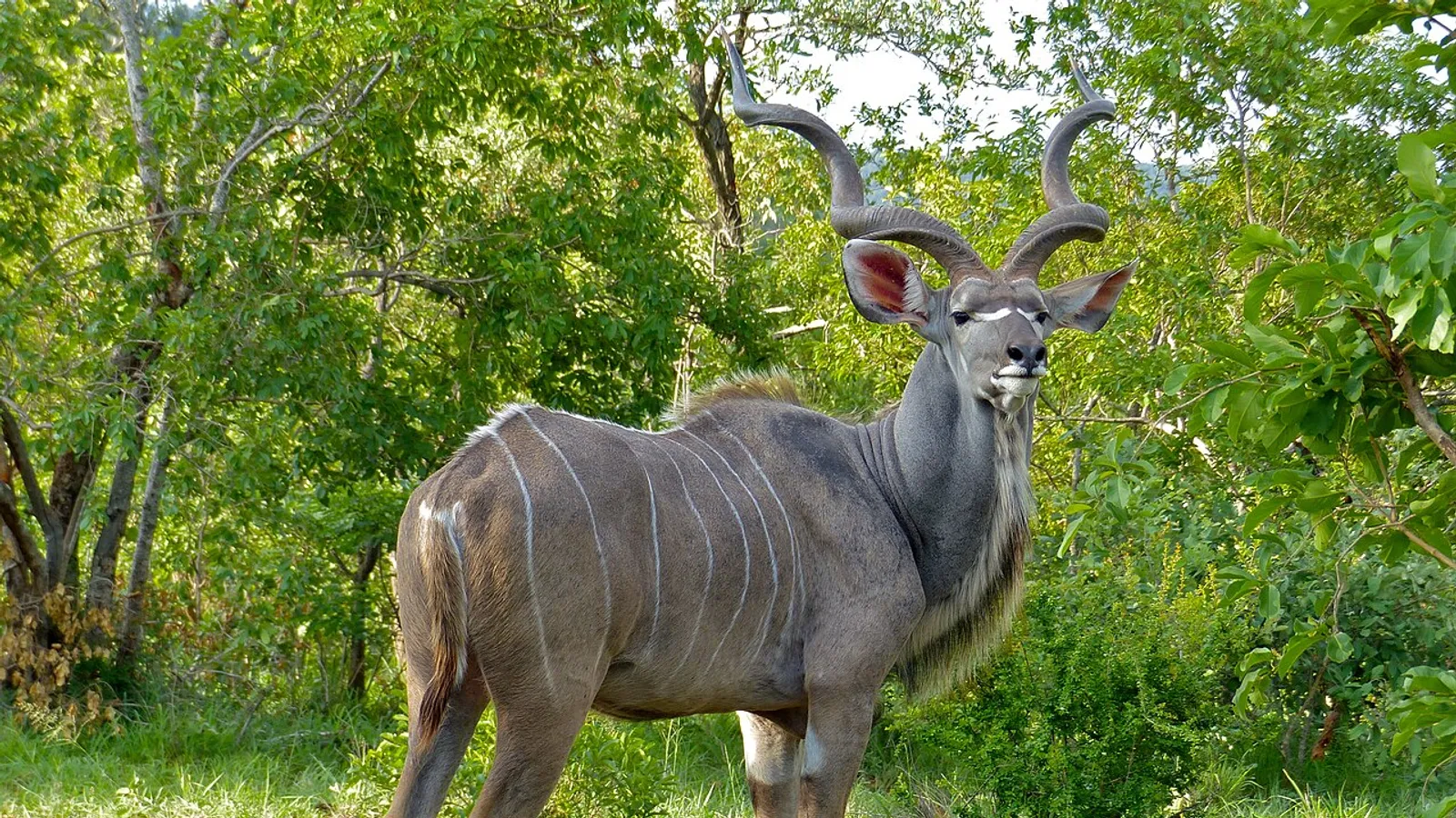 Grande kudu (Tragelaphus strepsiceros)