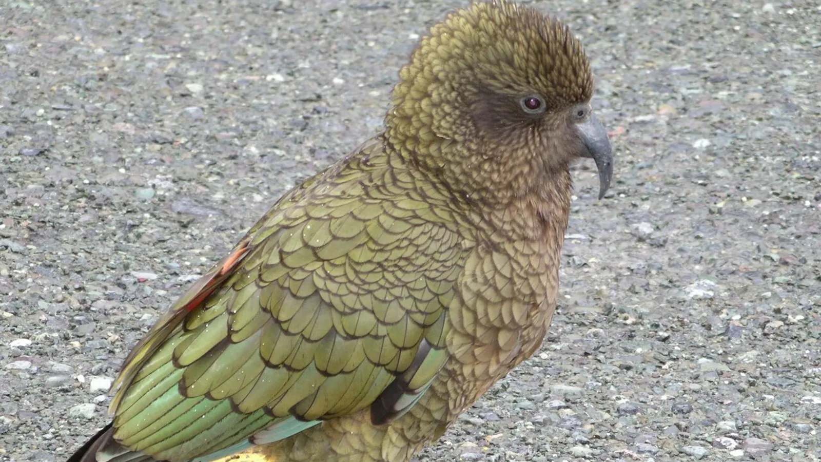 Pappagallo kea (Nestor notabilis)