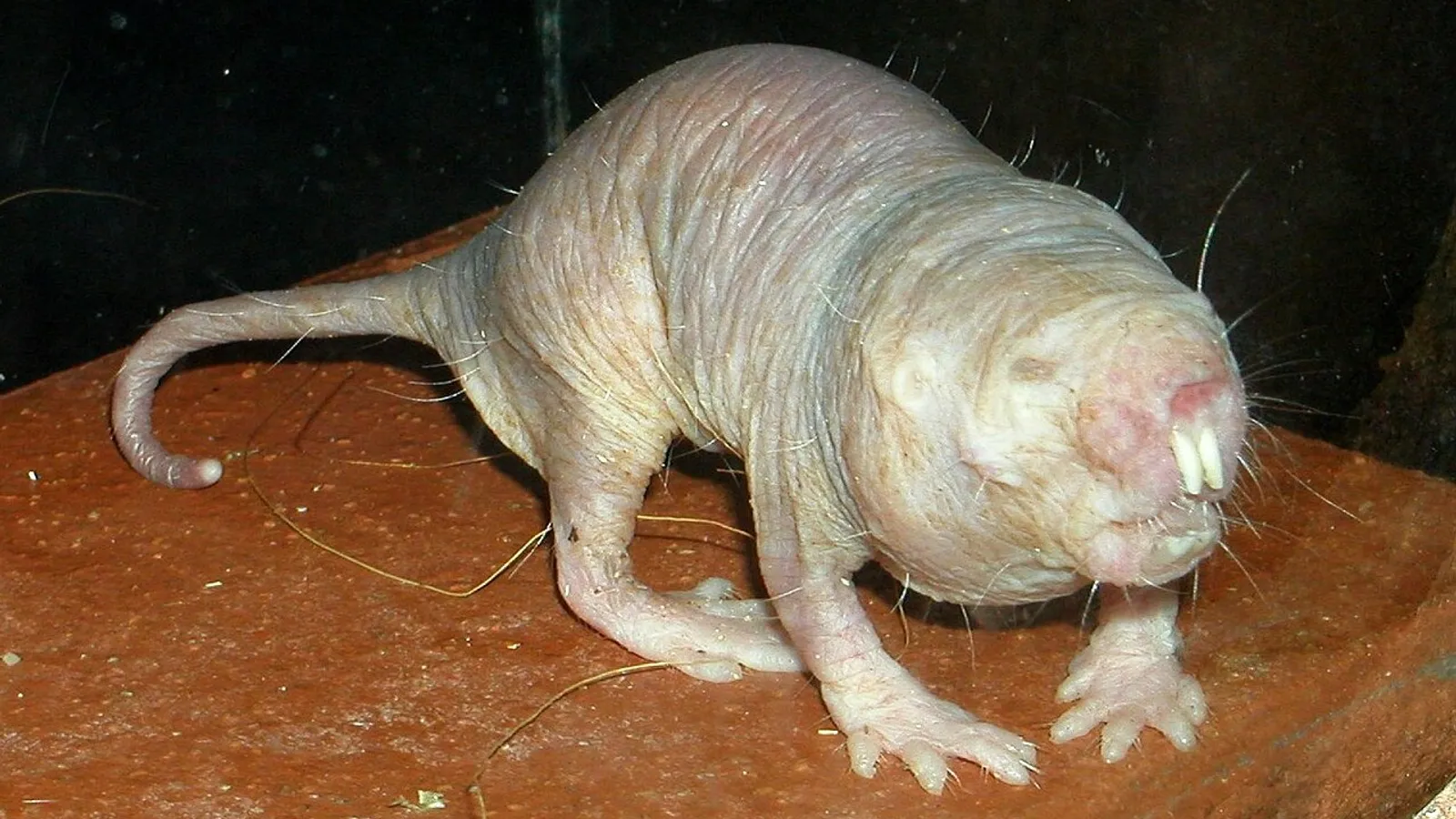 Topo talpa glabro (Heterocephalus glaber)