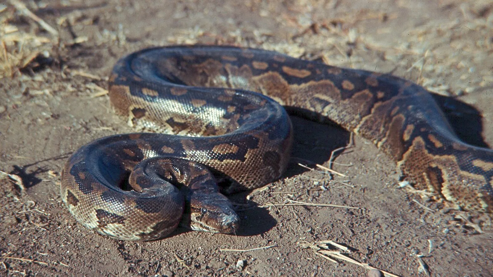 Central African rock python (Python sebae)