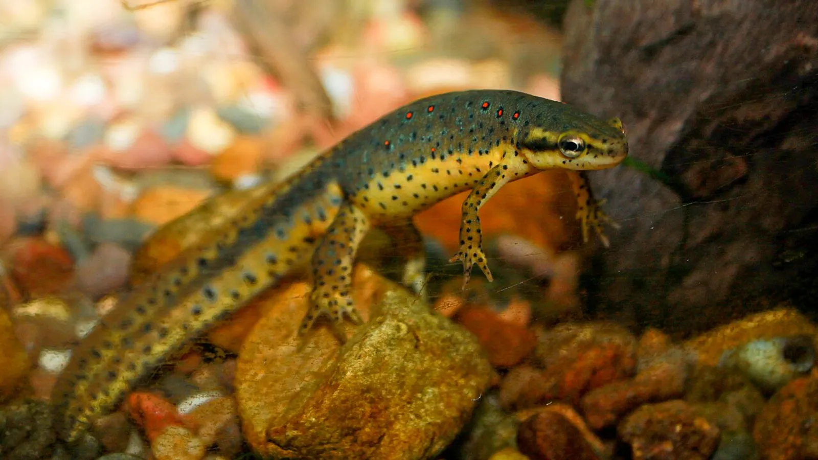 Eastern newt (Notophthalmus viridescens)