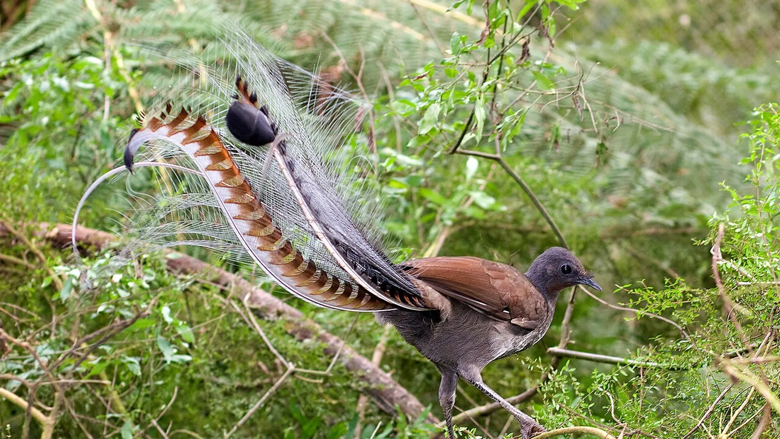 Superb lyrebird (Menura novaehollandiae)