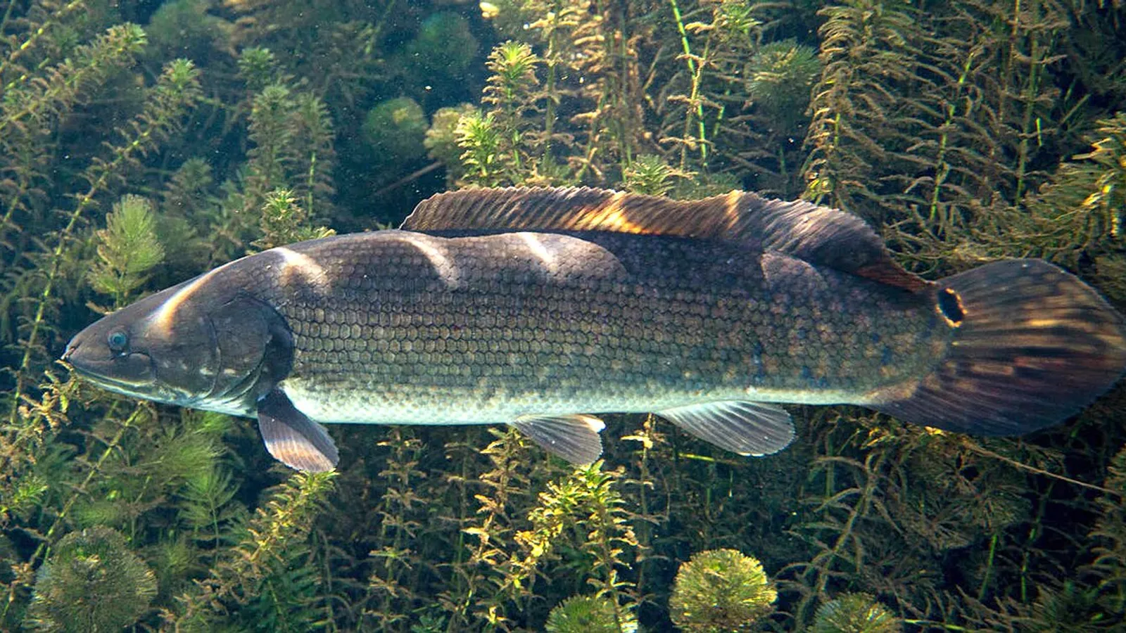 Pesce amia (Amia calva)