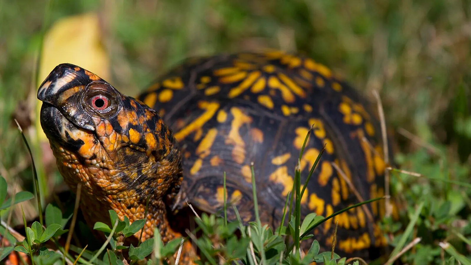 Common box turtle (Terrapene carolina)