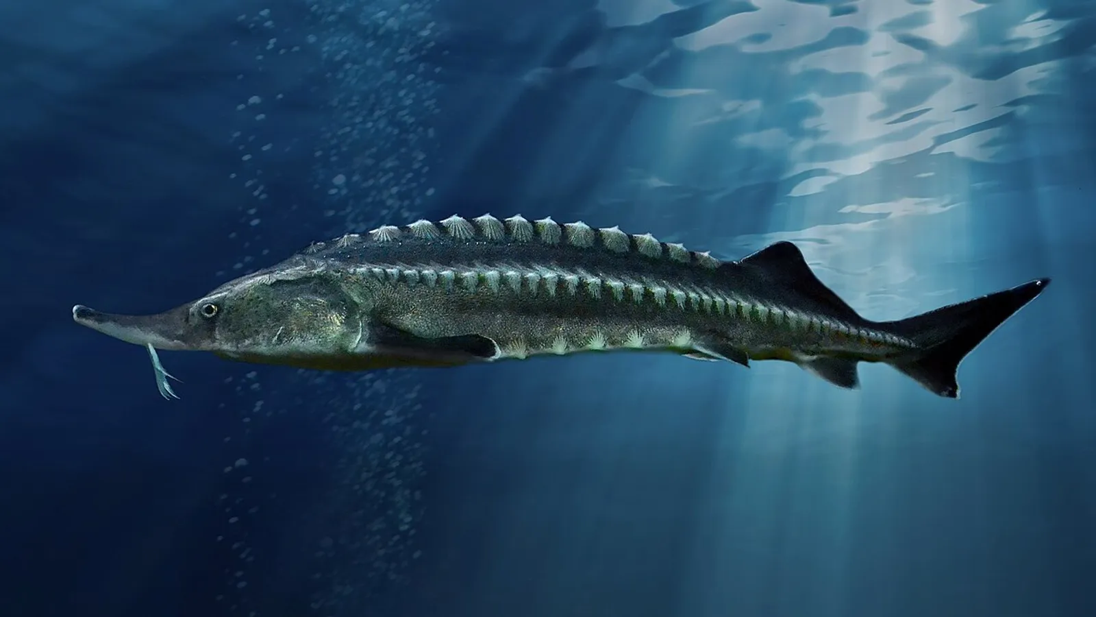 Beluga sturgeon (Huso huso)