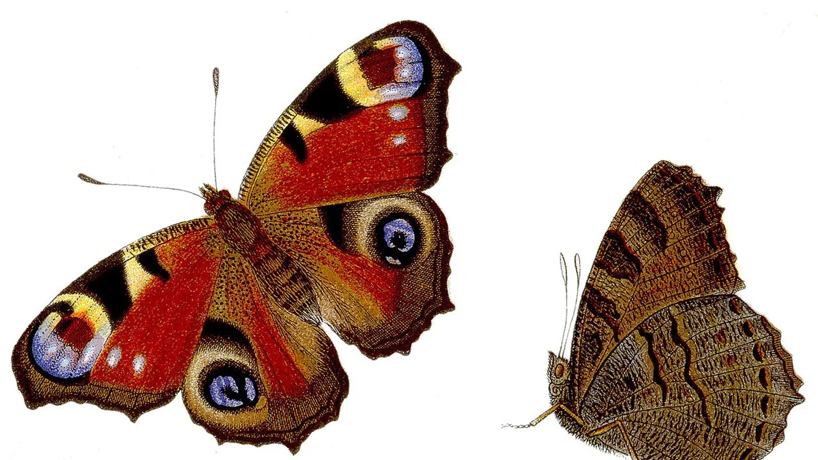 Farfalla vanessa io (Aglais io)