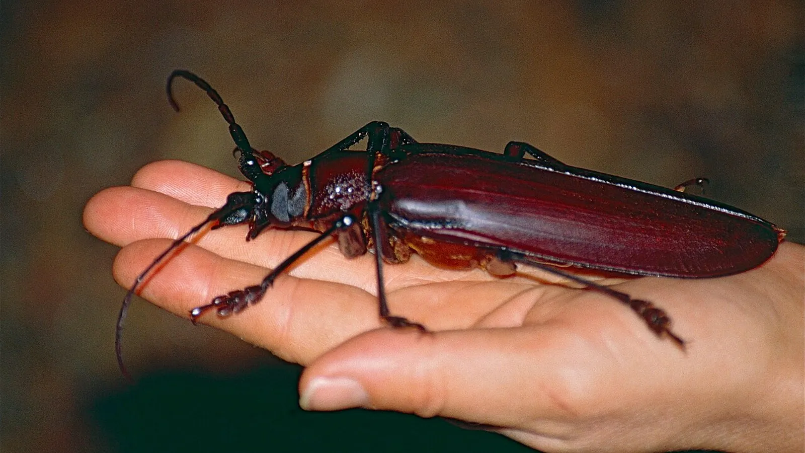 Coleottero titano (Titanus giganteus)