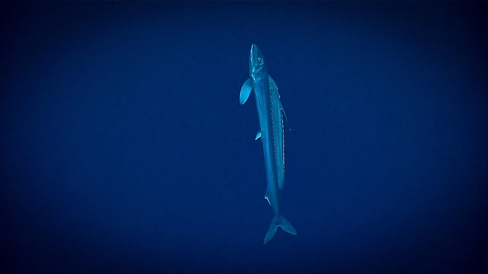 Longnose lancetfish (Alepisaurus ferox)