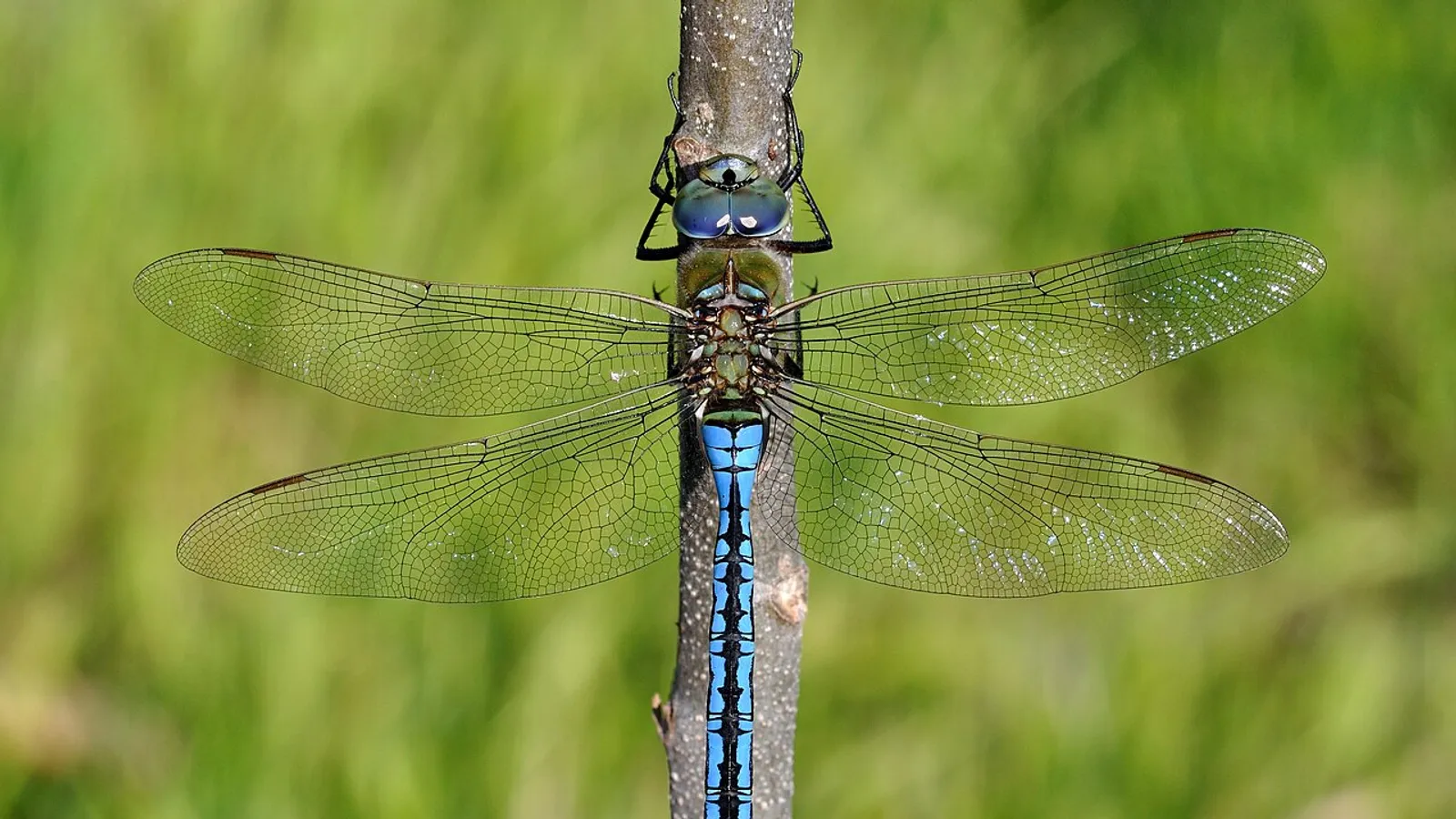 Emperor dragonfly (Anax imperator)