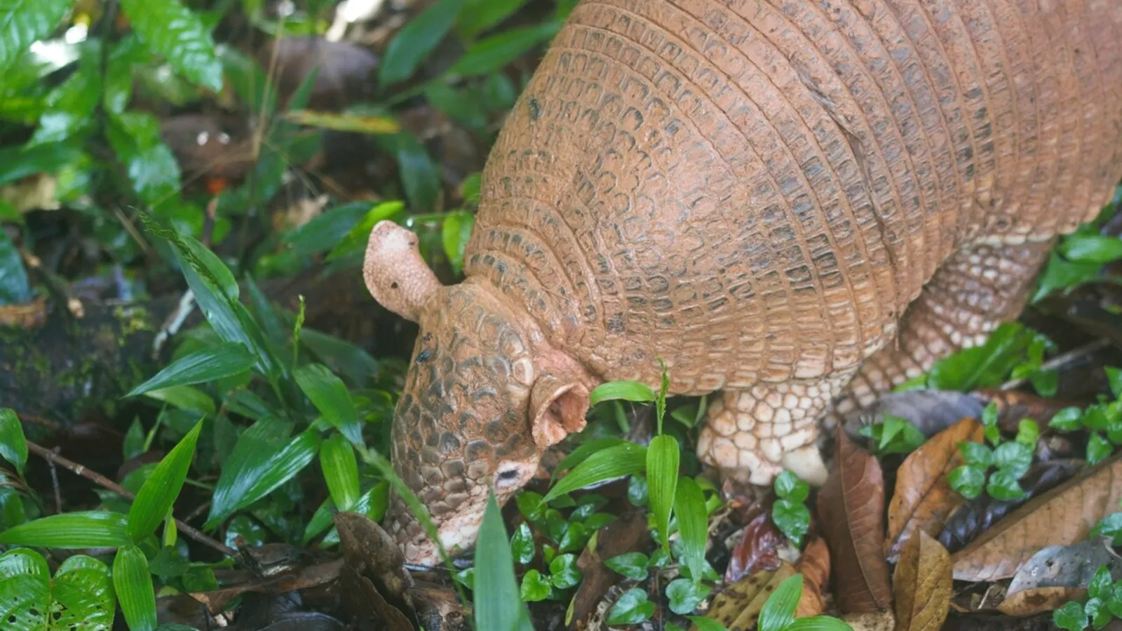 Armadillo gigante (Priodontes maximus)