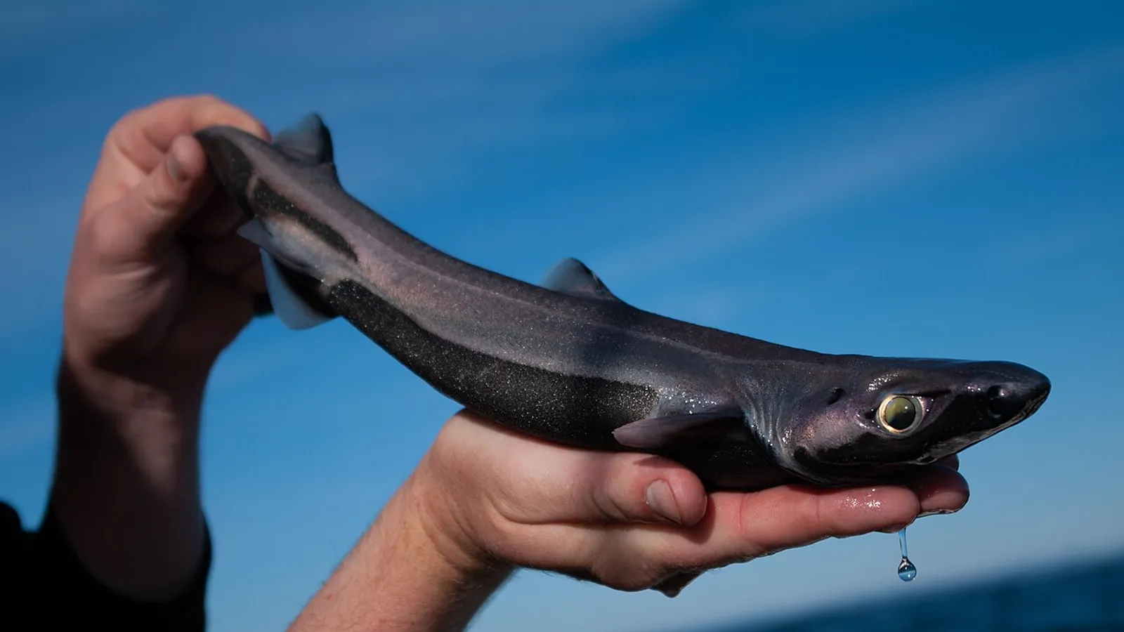 Squalo sagrì nero (Etmopterus spinax)