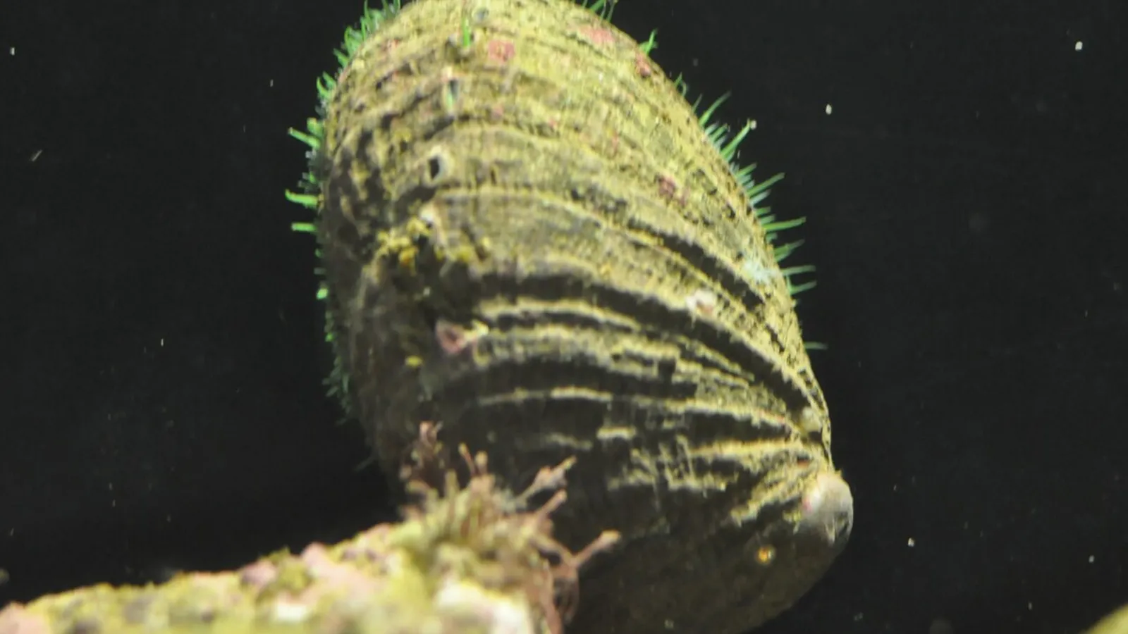 Orecchia di mare (Haliotis tuberculata)