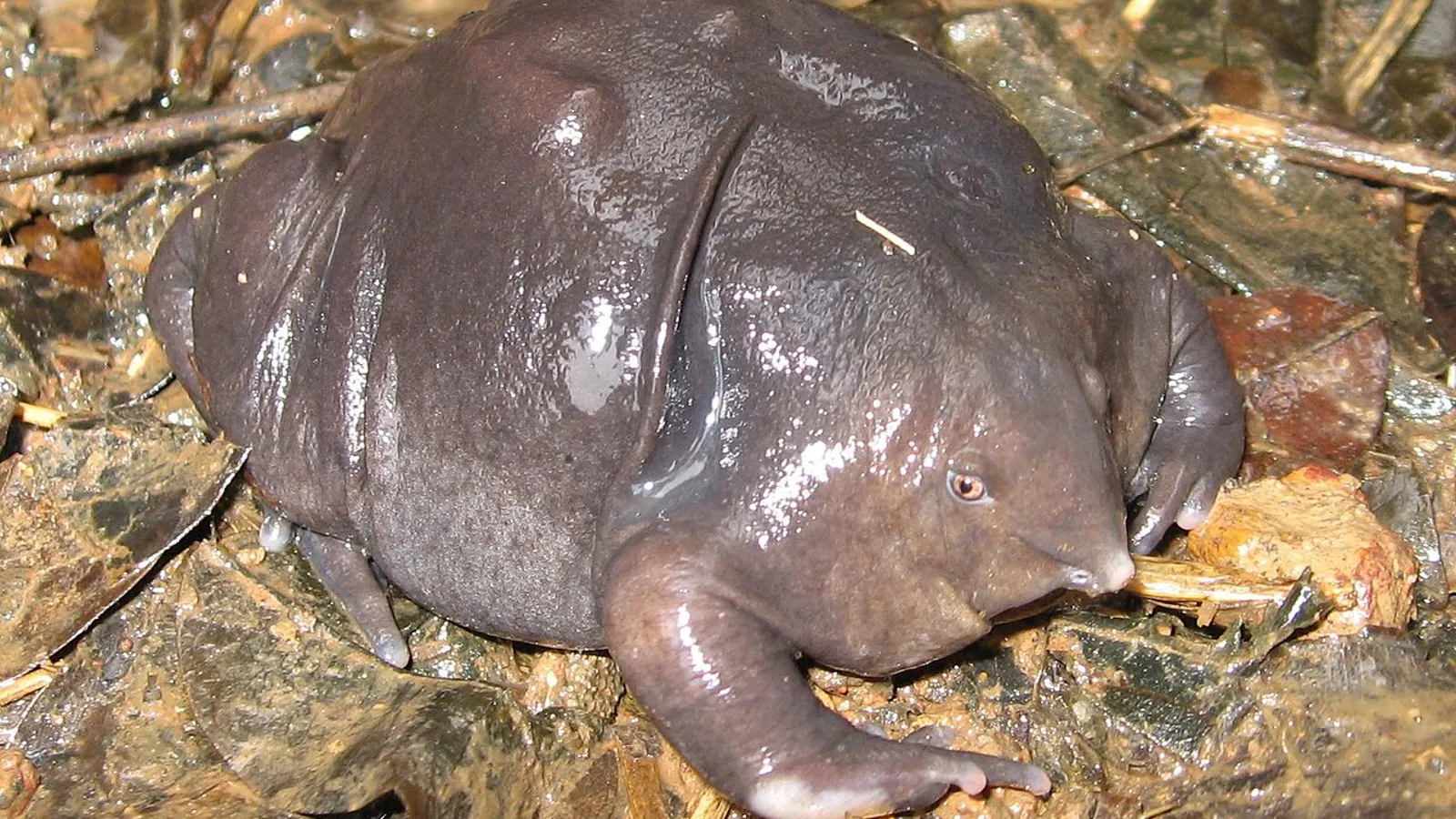 Rana viola indiana (Nasikabatrachus sahyadrensis)