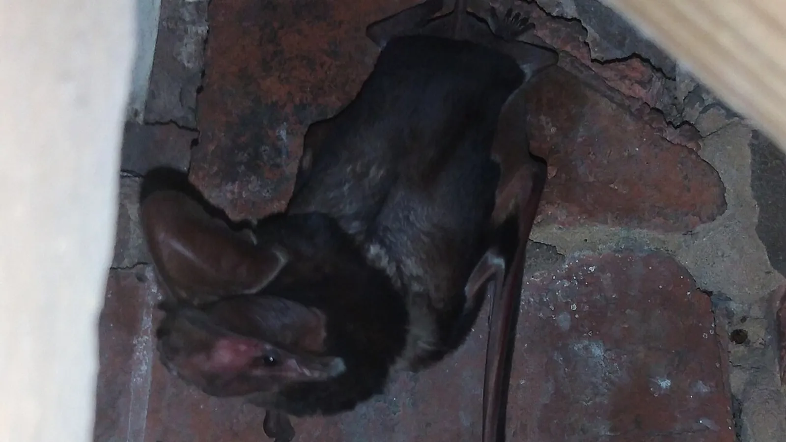 Pipistrello molosso di Martienssen (Otomops martiensseni)