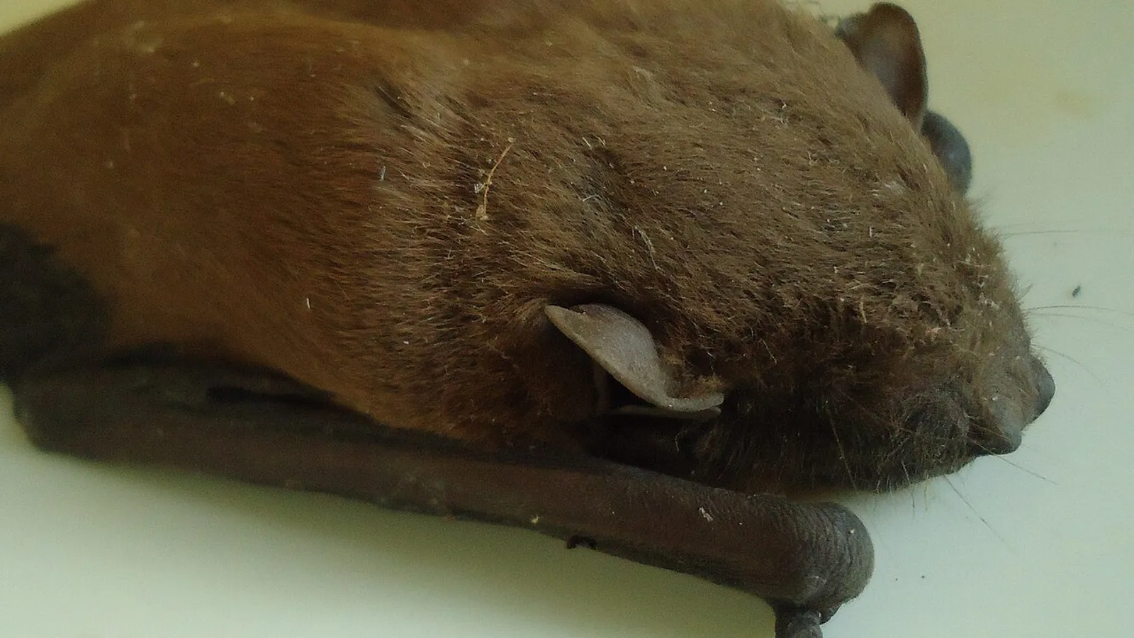 Pipistrello giallo asiatico (Scotophilus kuhlii)