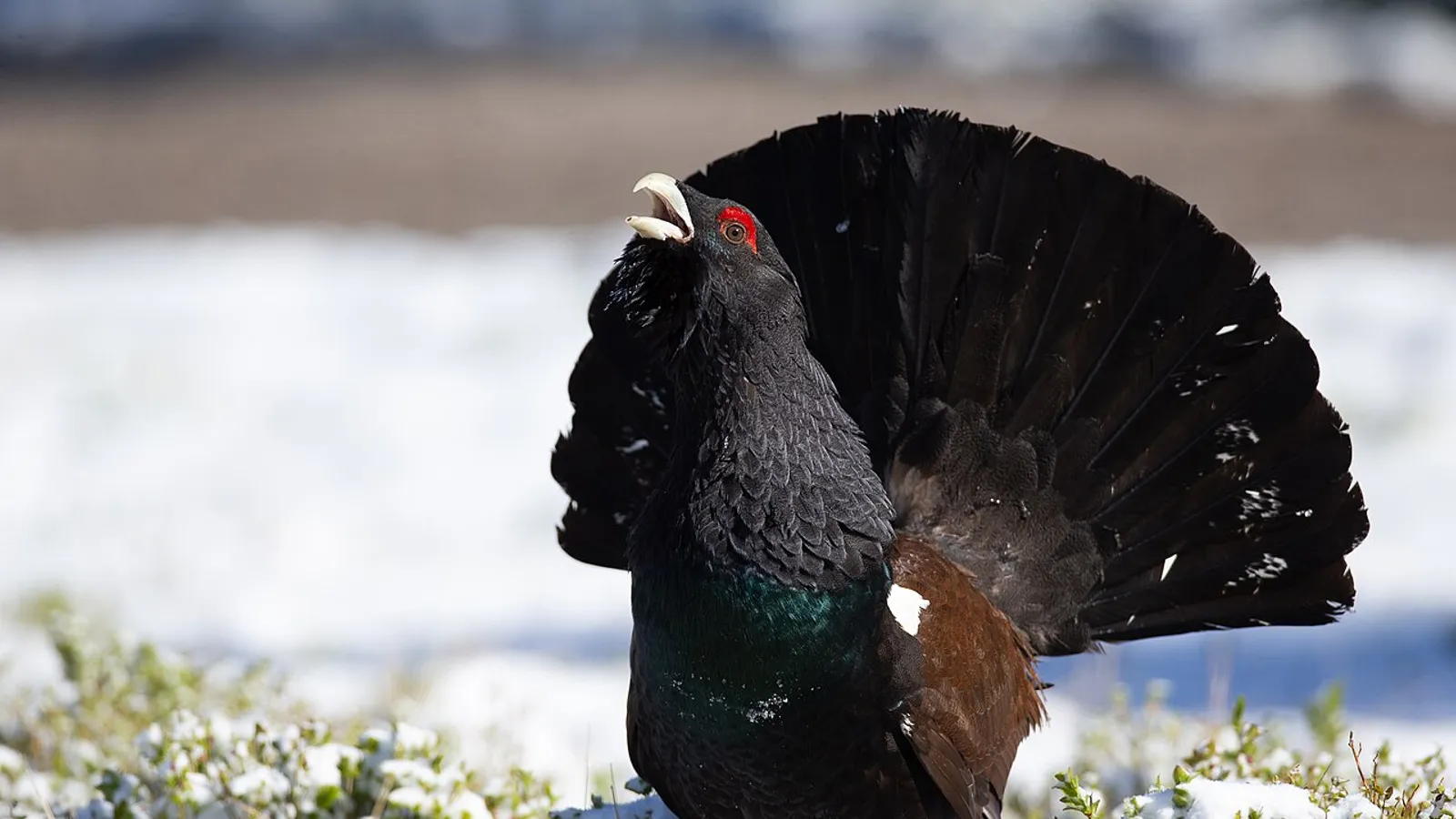 Gallo cedrone (Tetrao urogallus)