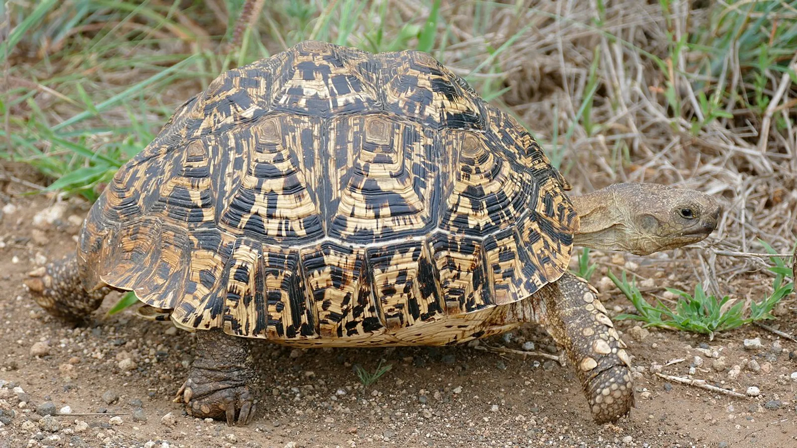 Testuggine leopardo (Stigmochelys pardalis)