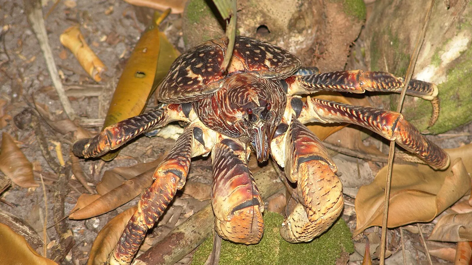 Granchio del cocco (Birgus latro)