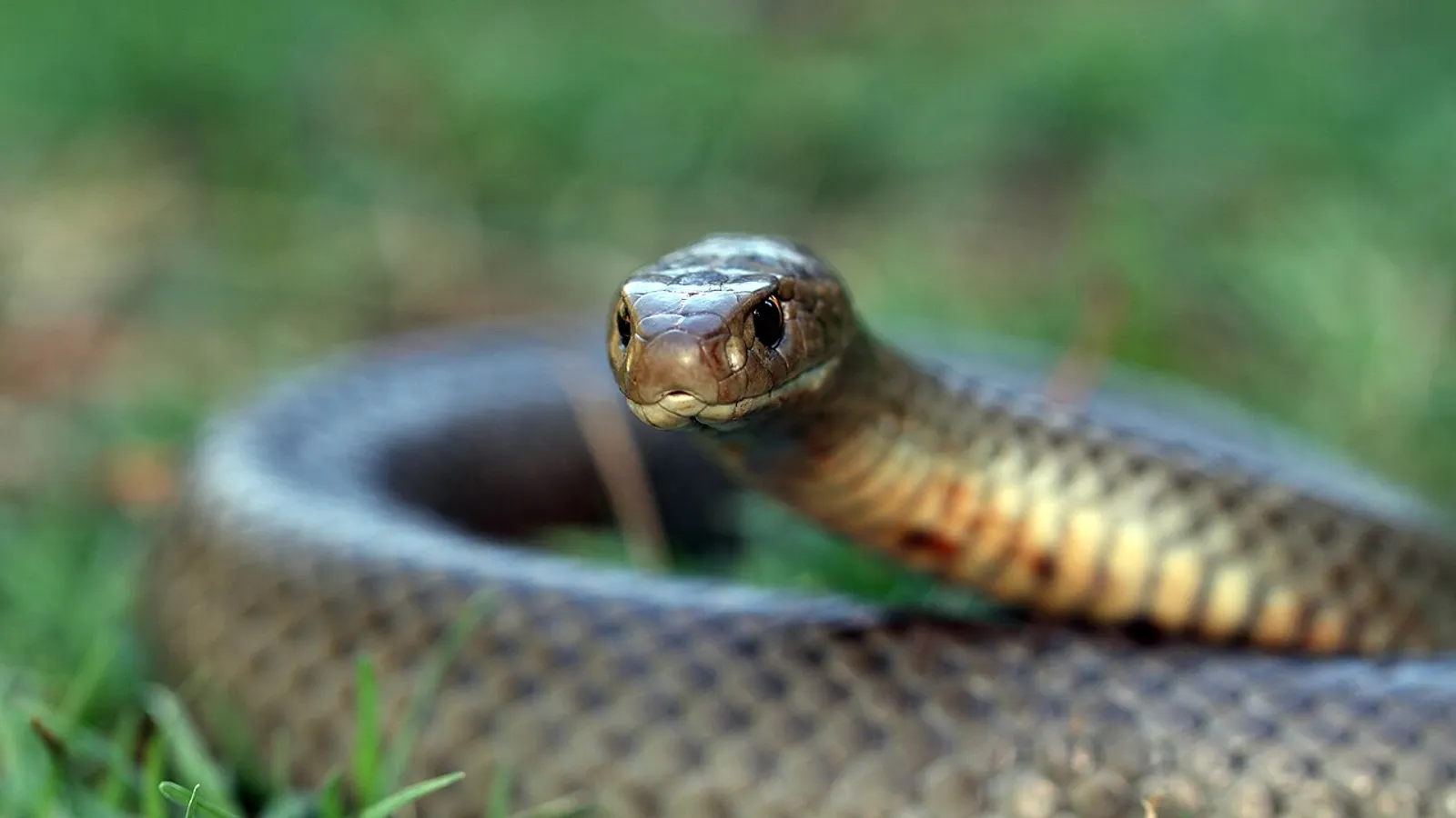 Eastern brown snake (Pseudonaja textilis)