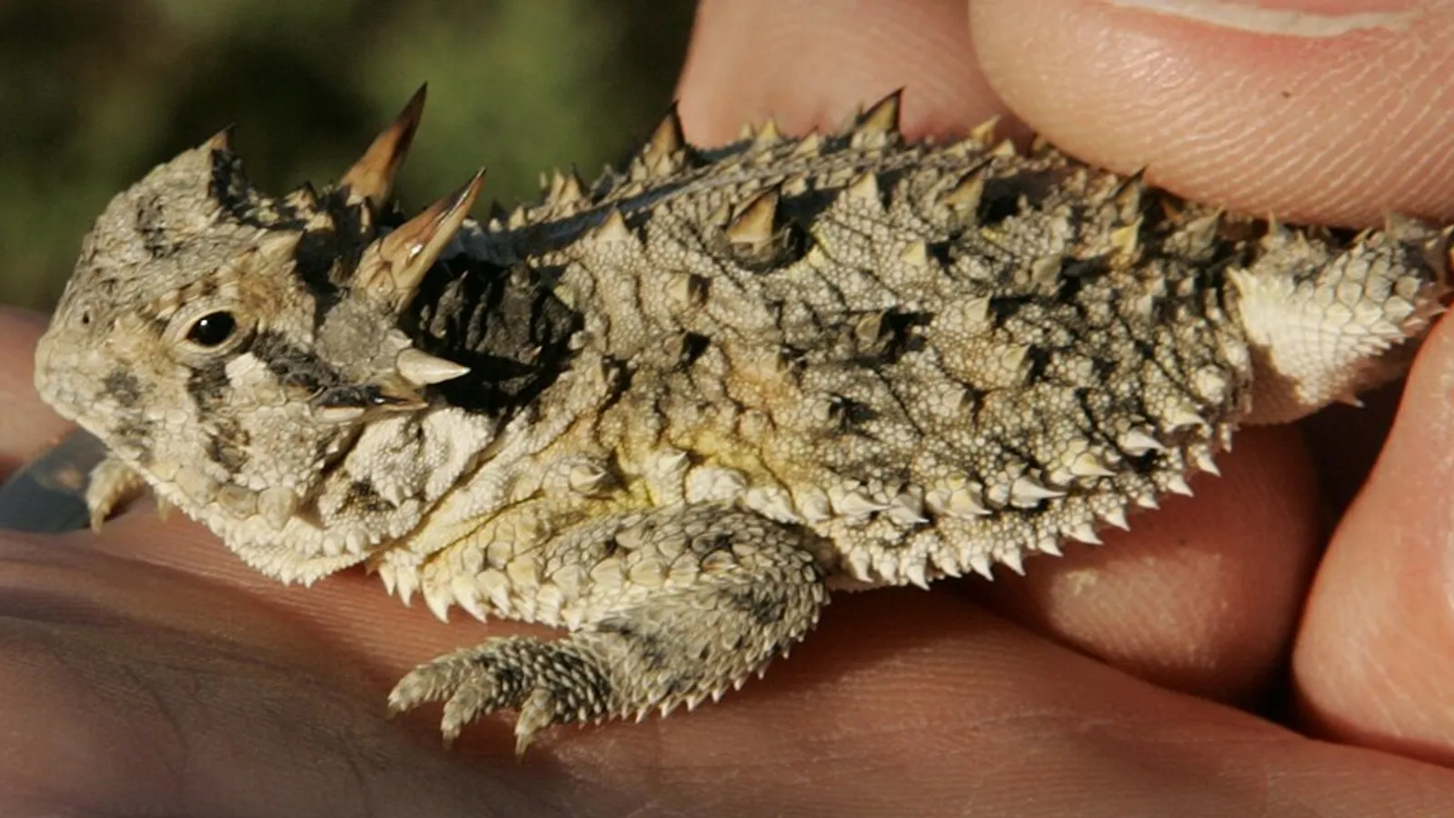 Lucertola cornuta del Texas (Phrynosoma cornutum)