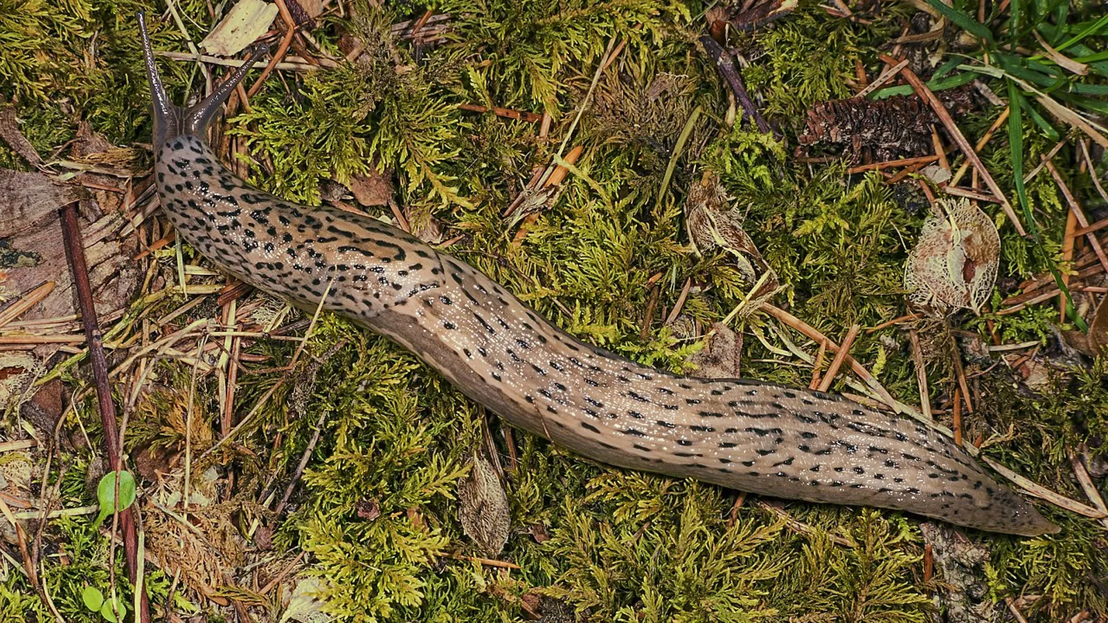 Limaccia maggiore (Limax maximus)