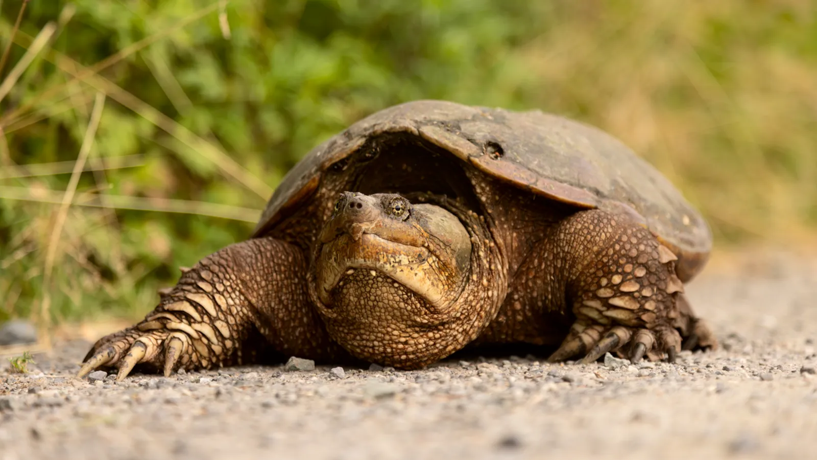 Common snapping turtle (Chelydra serpentina)