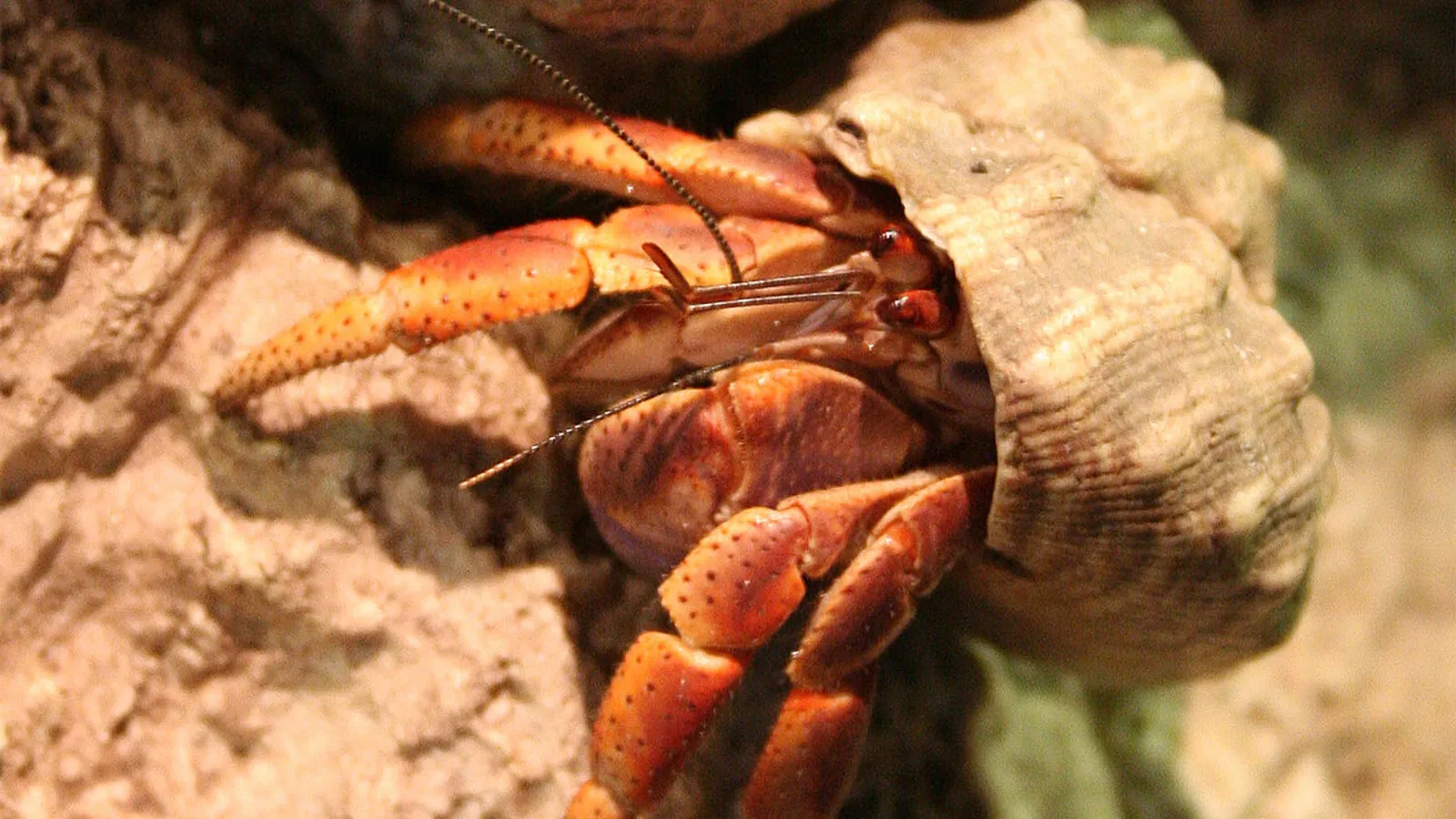 Paguro terrestre caraibico (Coenobita clypeatus)