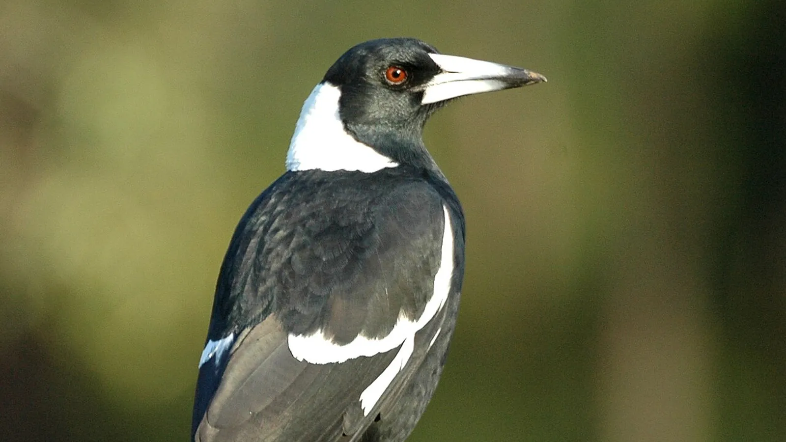 Gazza australiana (Gymnorhina tibicen)