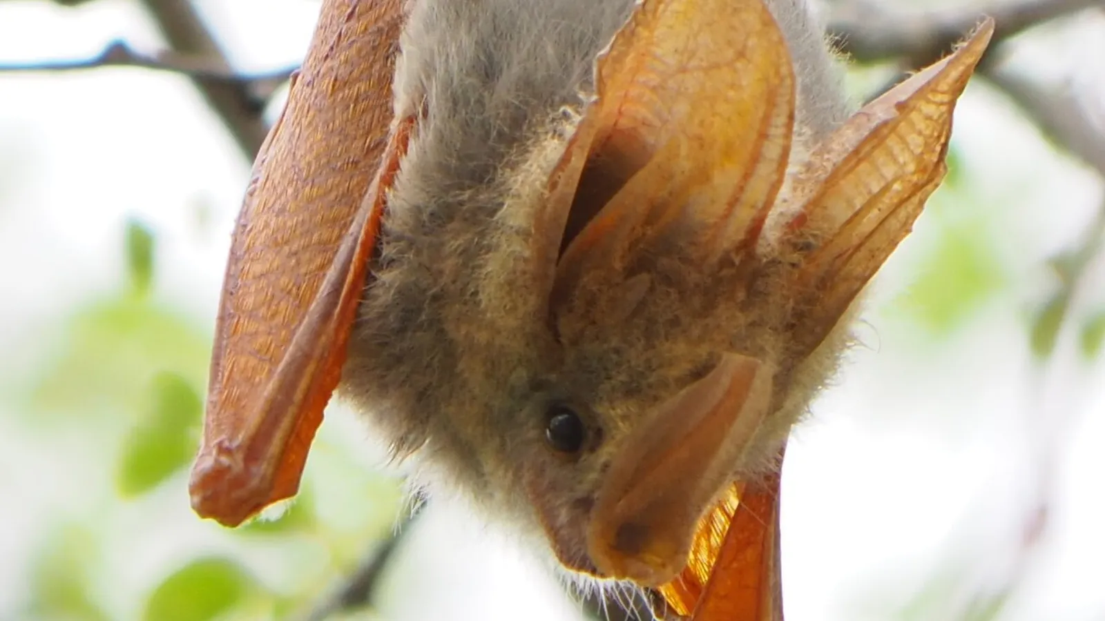Pipistrello falso vampiro dalle ali gialle (Lavia frons)