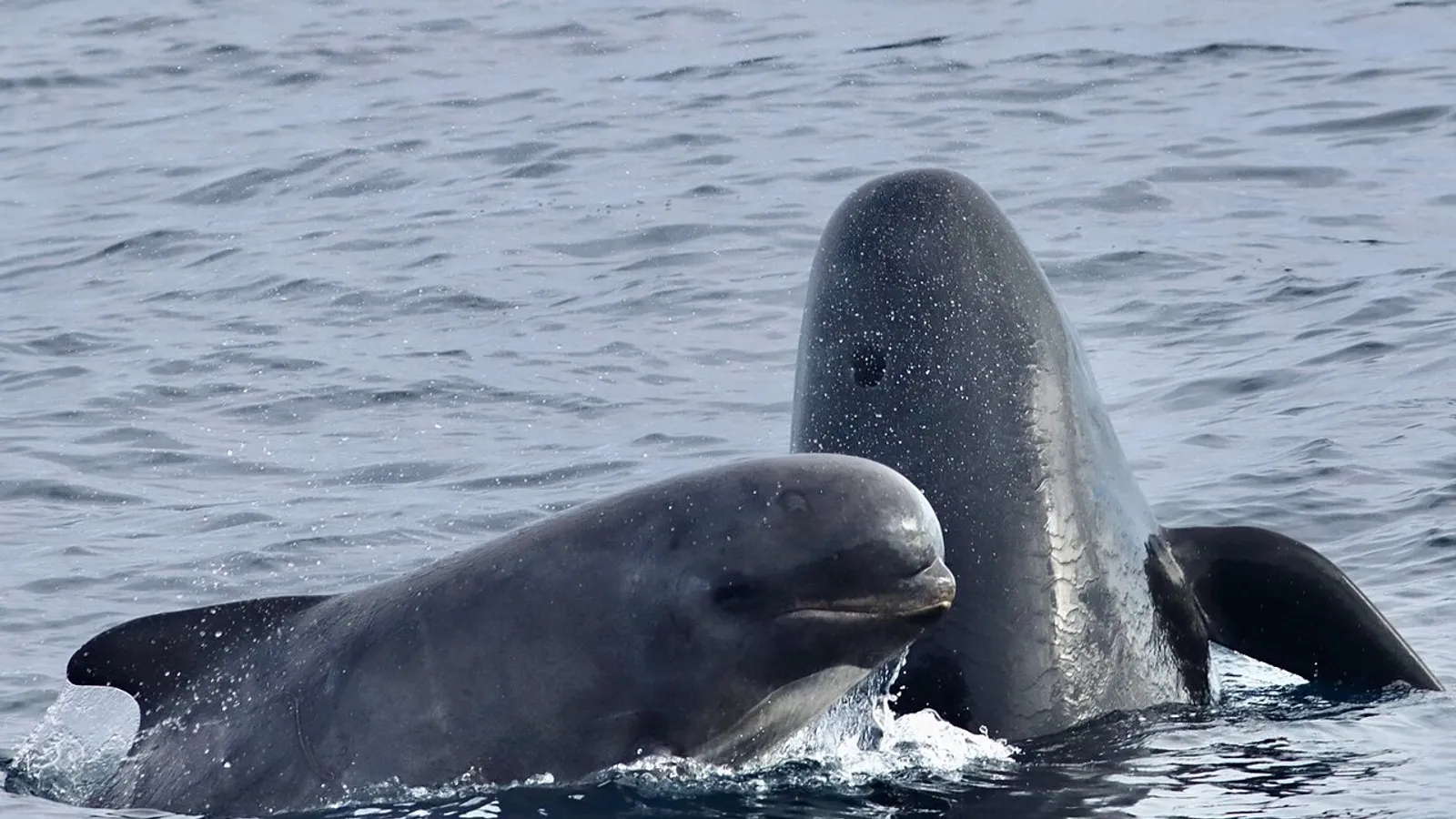 Globicefalo (Globicephala melas)