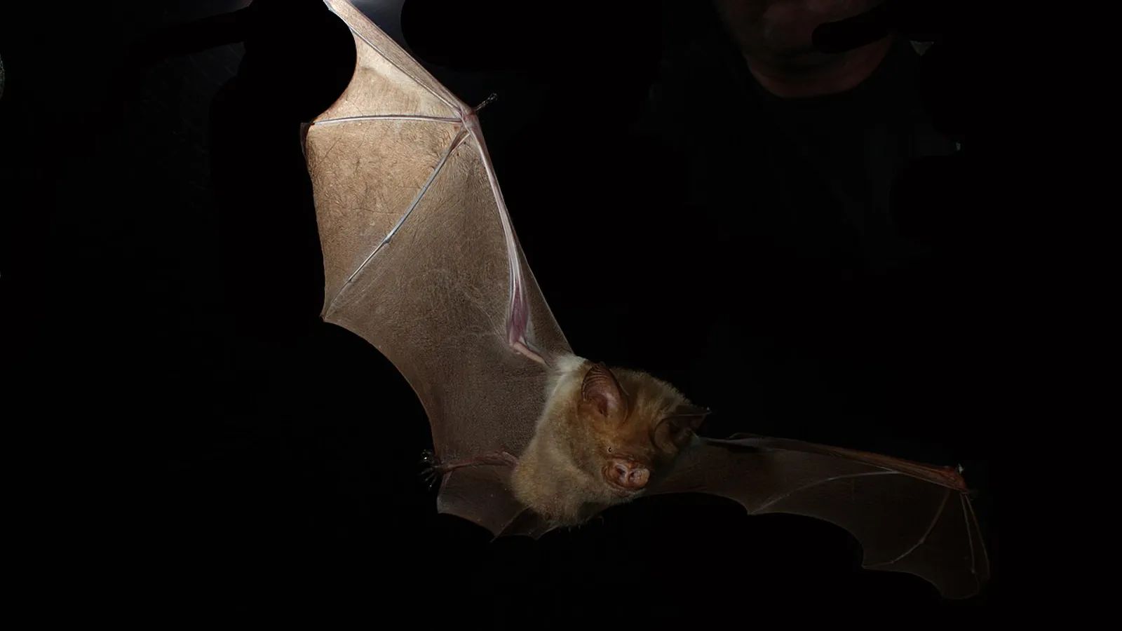 Pipistrello dal naso a foglia diadema (Hipposideros diadema)