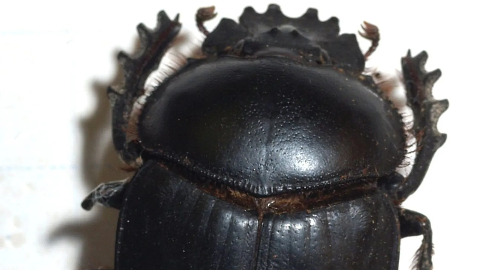 Scarabeo stercorario sacro (Scarabaeus sacer)