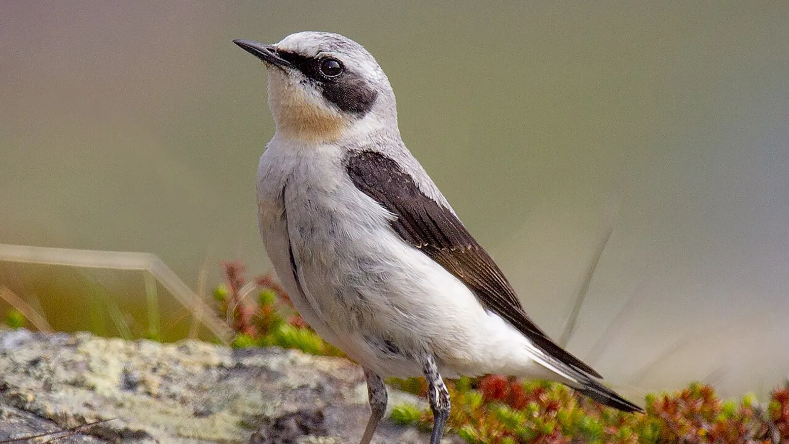 Culbianco (Oenanthe oenanthe)