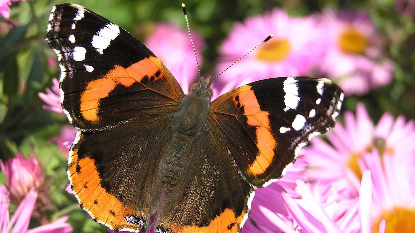 Farfalla vanessa atalanta (Vanessa atalanta)