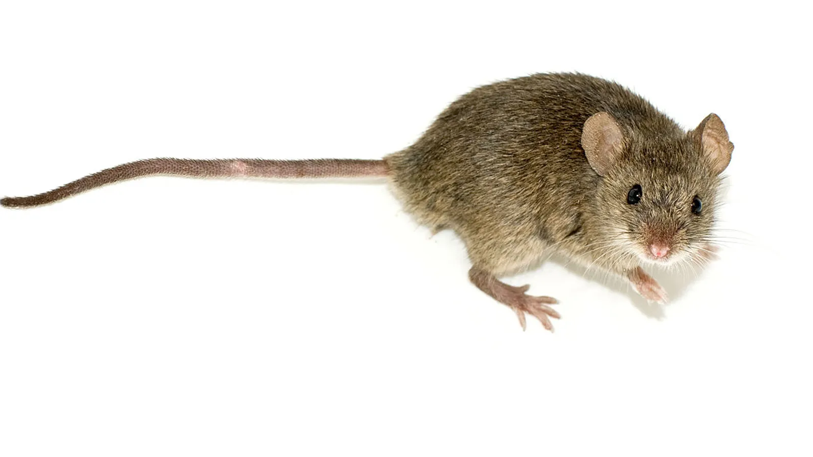 Topolino domestico (Mus musculus)