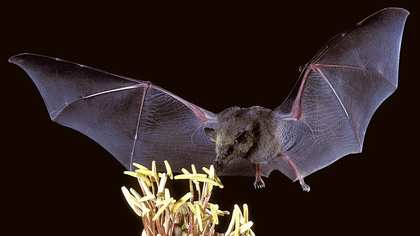 Pipistrello dal muso lungo messicano (Choeronycteris mexicana)