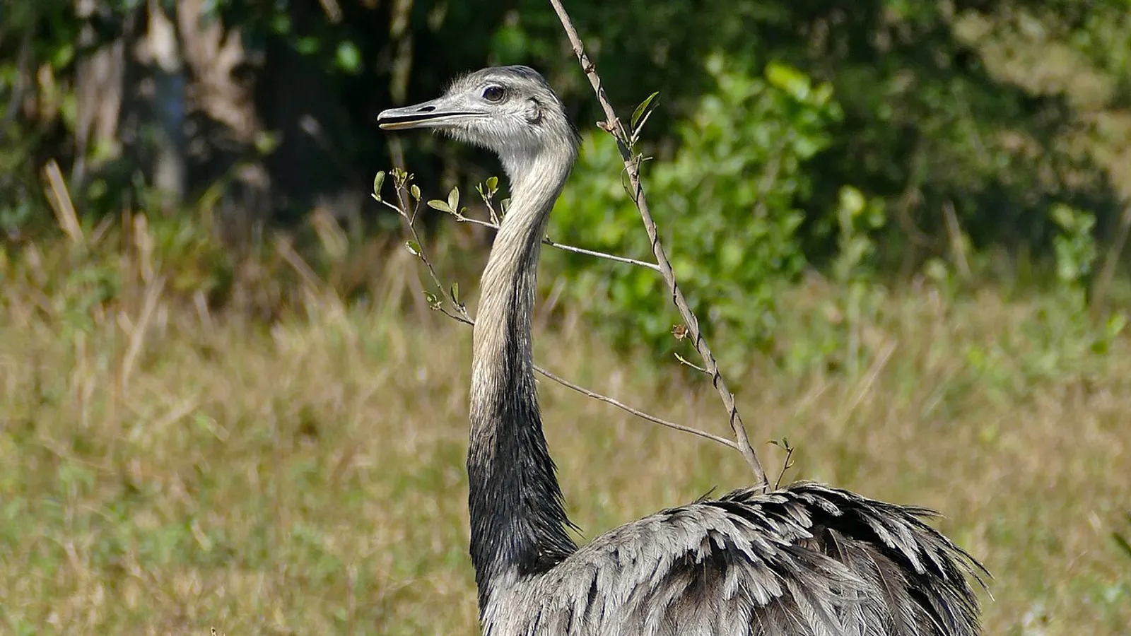 Nandù (Rhea americana)