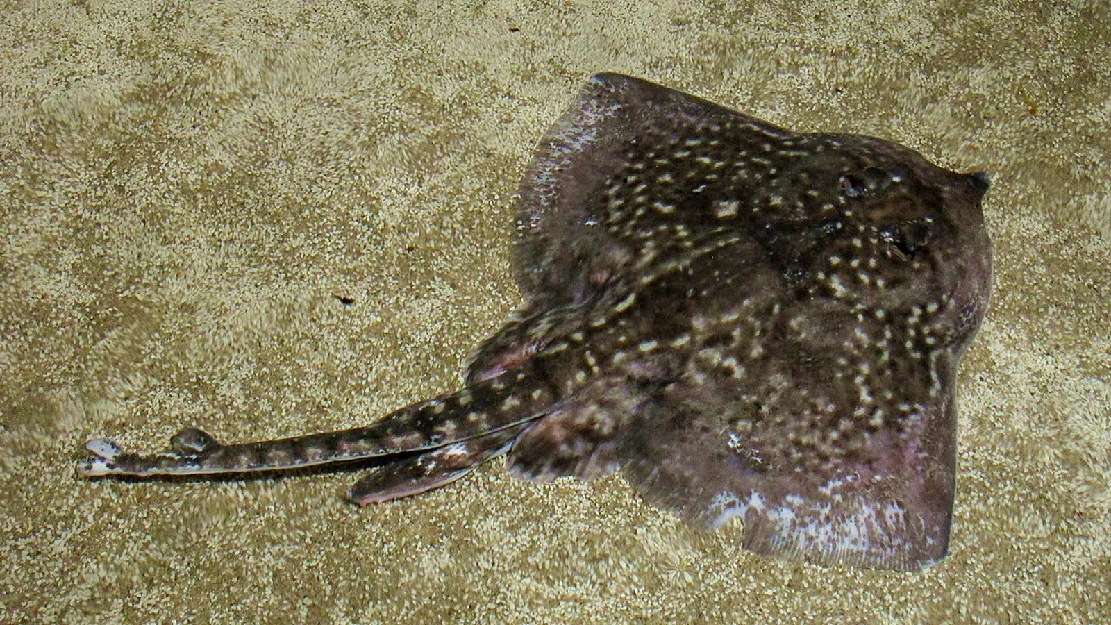 Razza chiodata (Raja clavata)