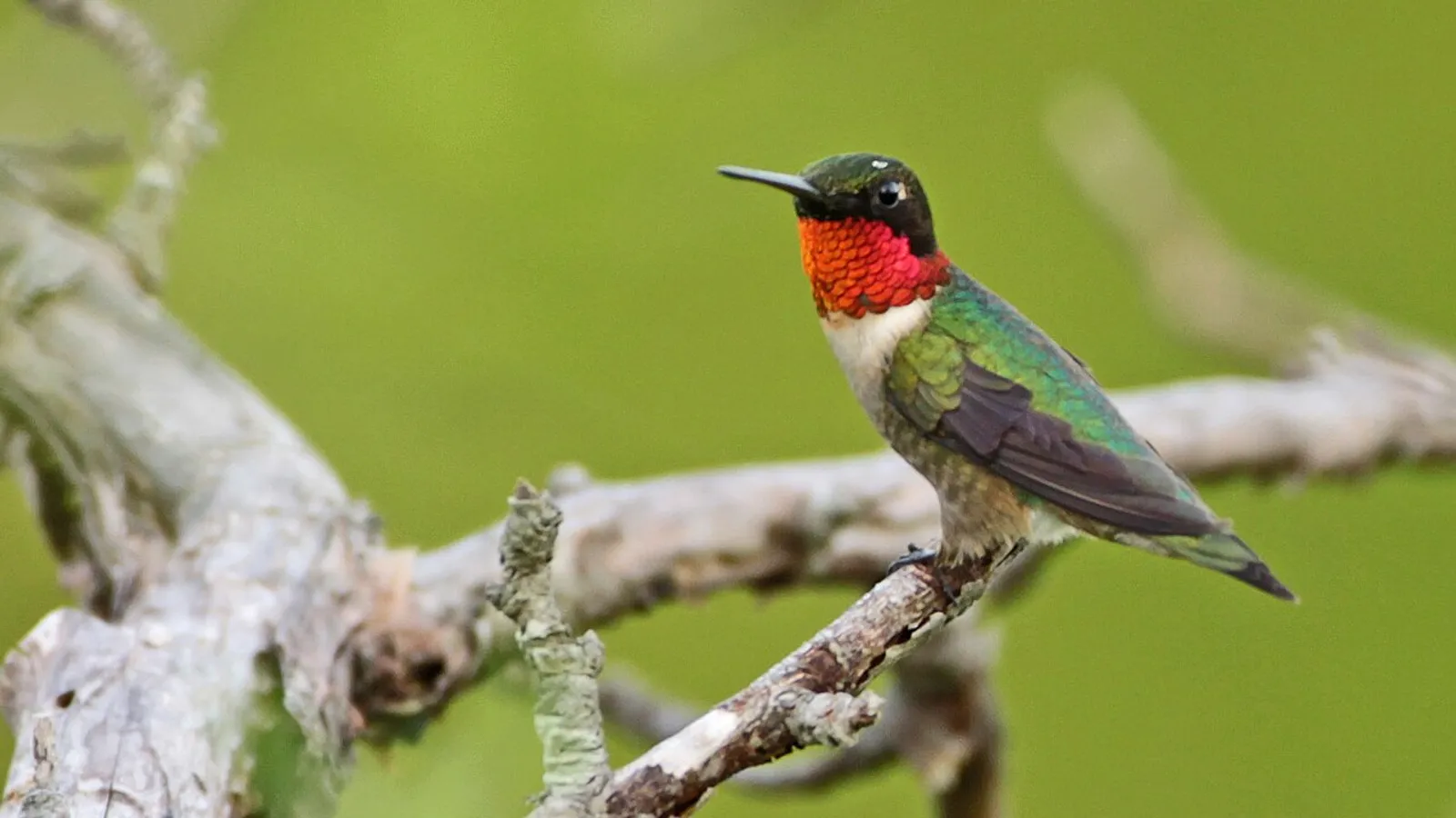 Ruby-throated hummingbird (Archilochus colubris)