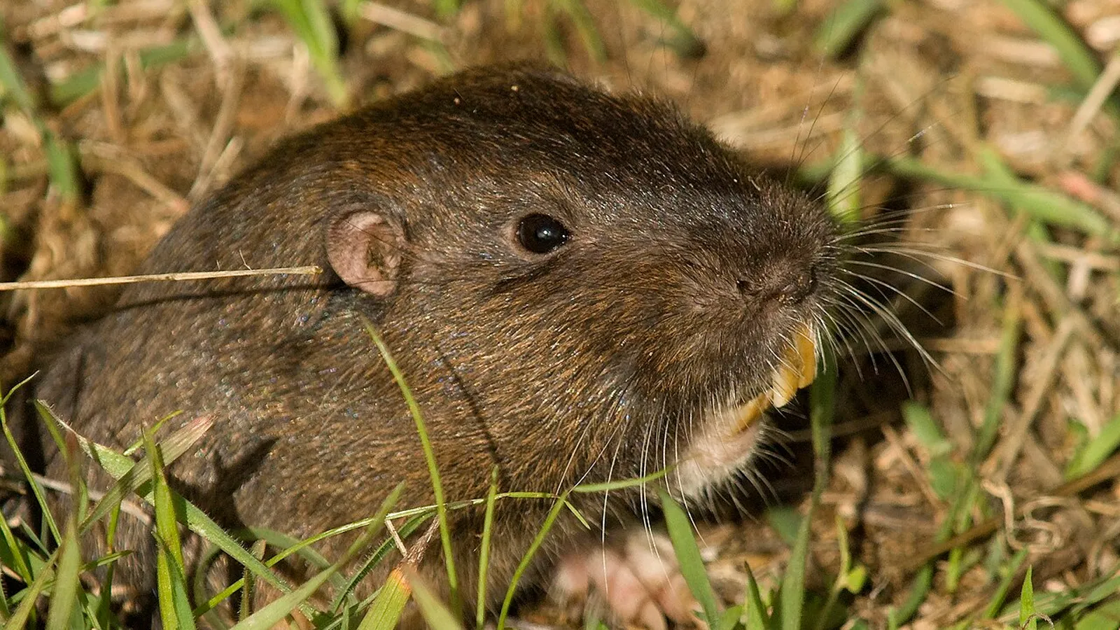 Gofero di Botta (Thomomys bottae)