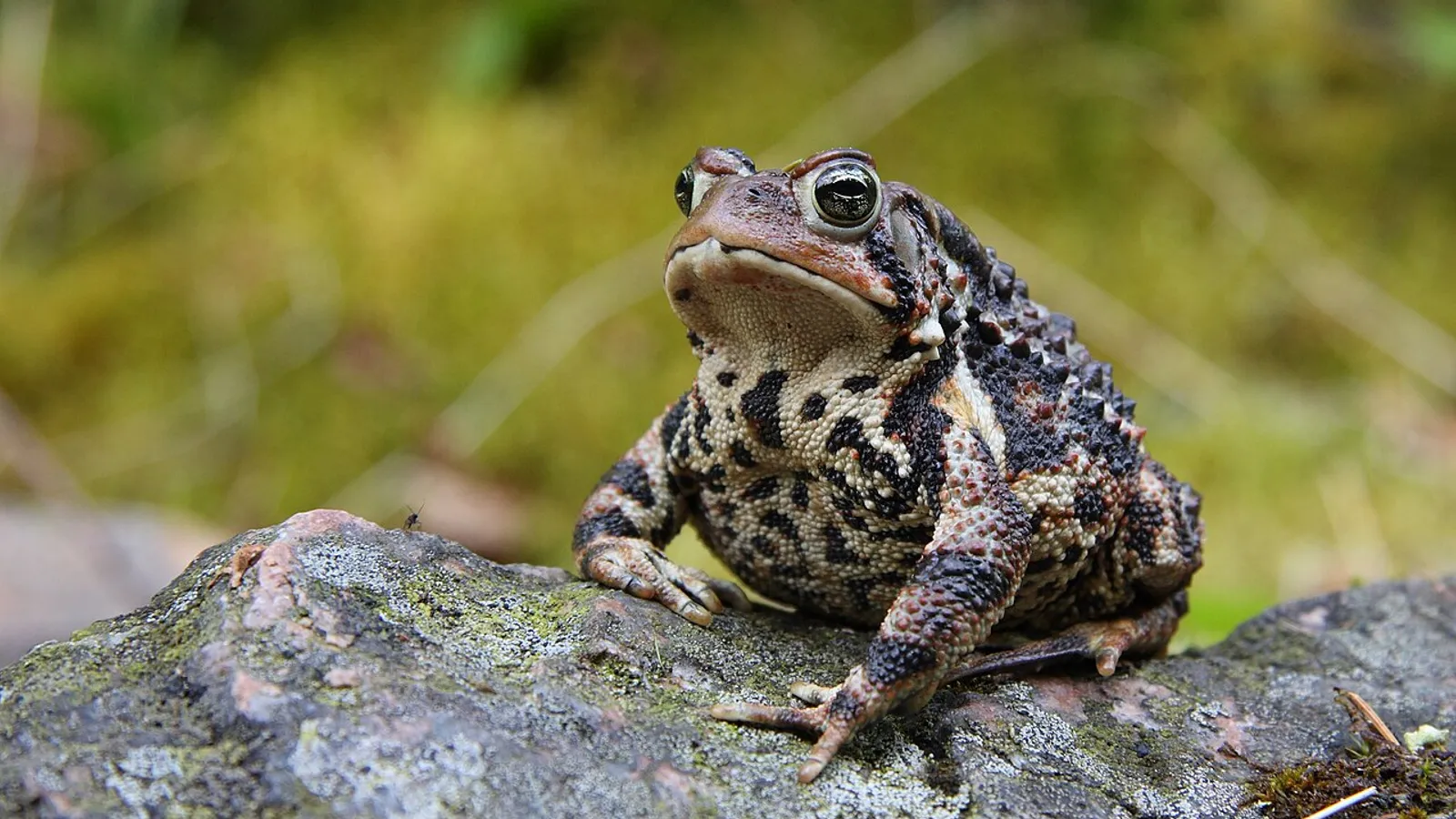 Rospo americano (Anaxyrus americanus)