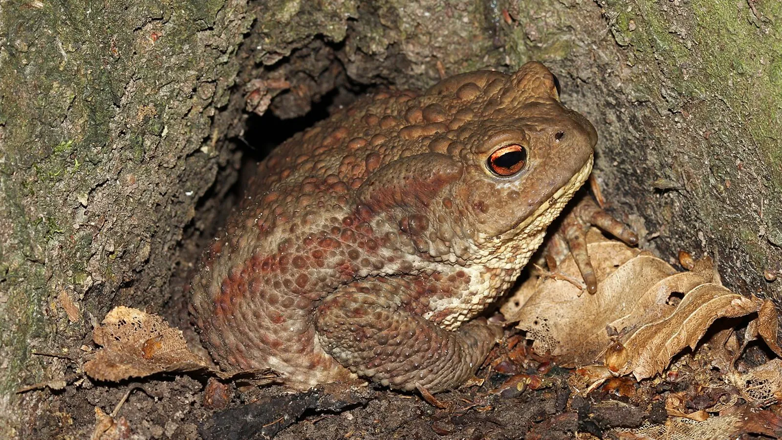 Rospo comune (Bufo bufo)