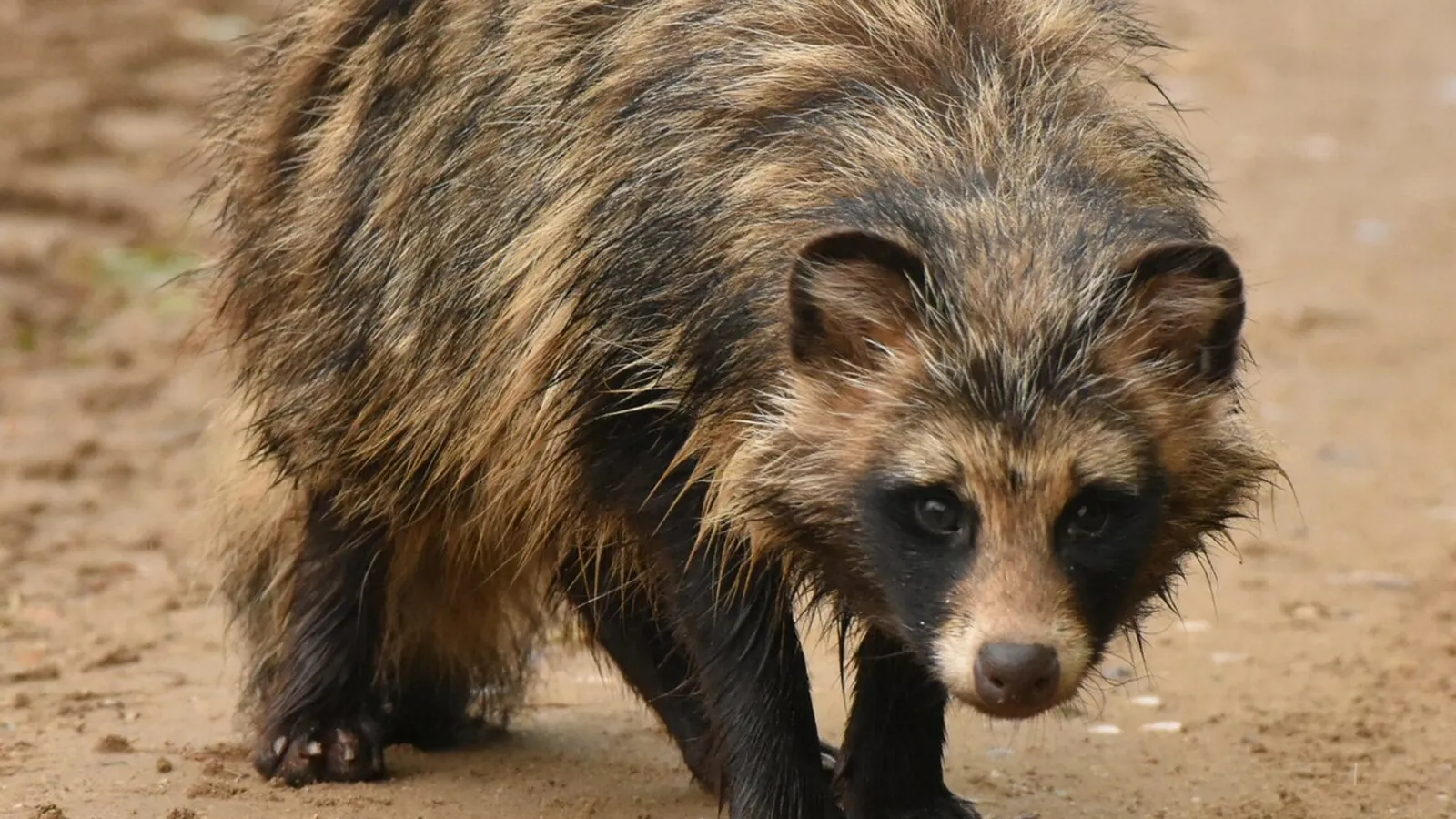 Cane procione (Nyctereutes procyonoides)
