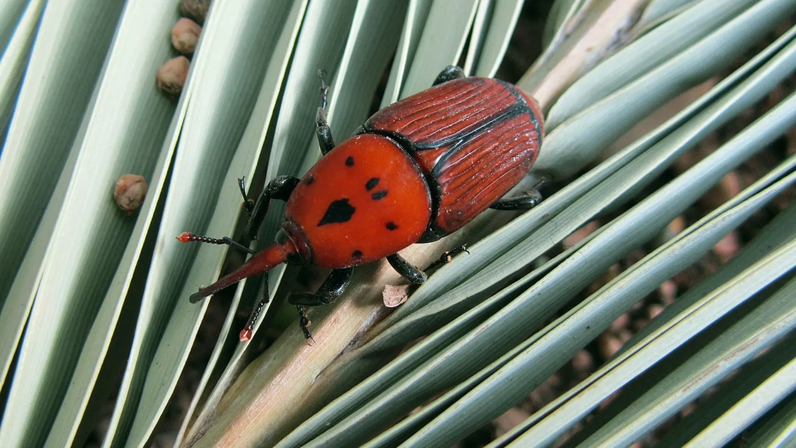Red palm weevil (Rhynchophorus ferrugineus)