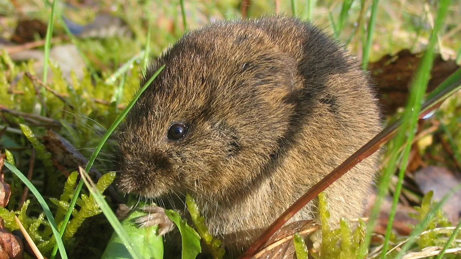 Arvicola campestre (Microtus arvalis)