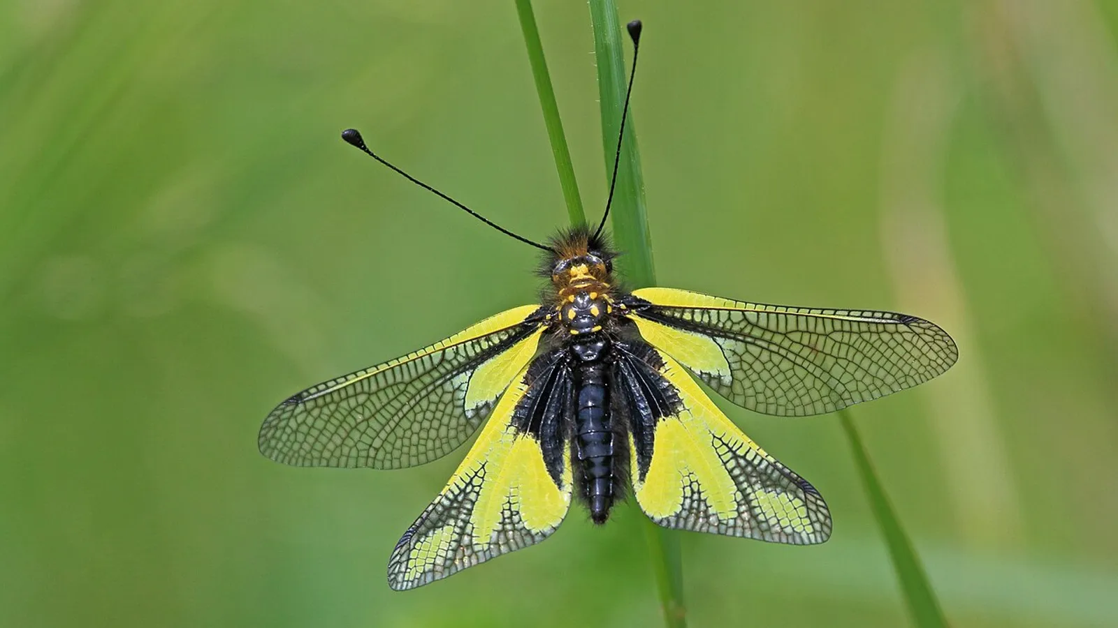 Ascalafo (Libelloides coccajus)