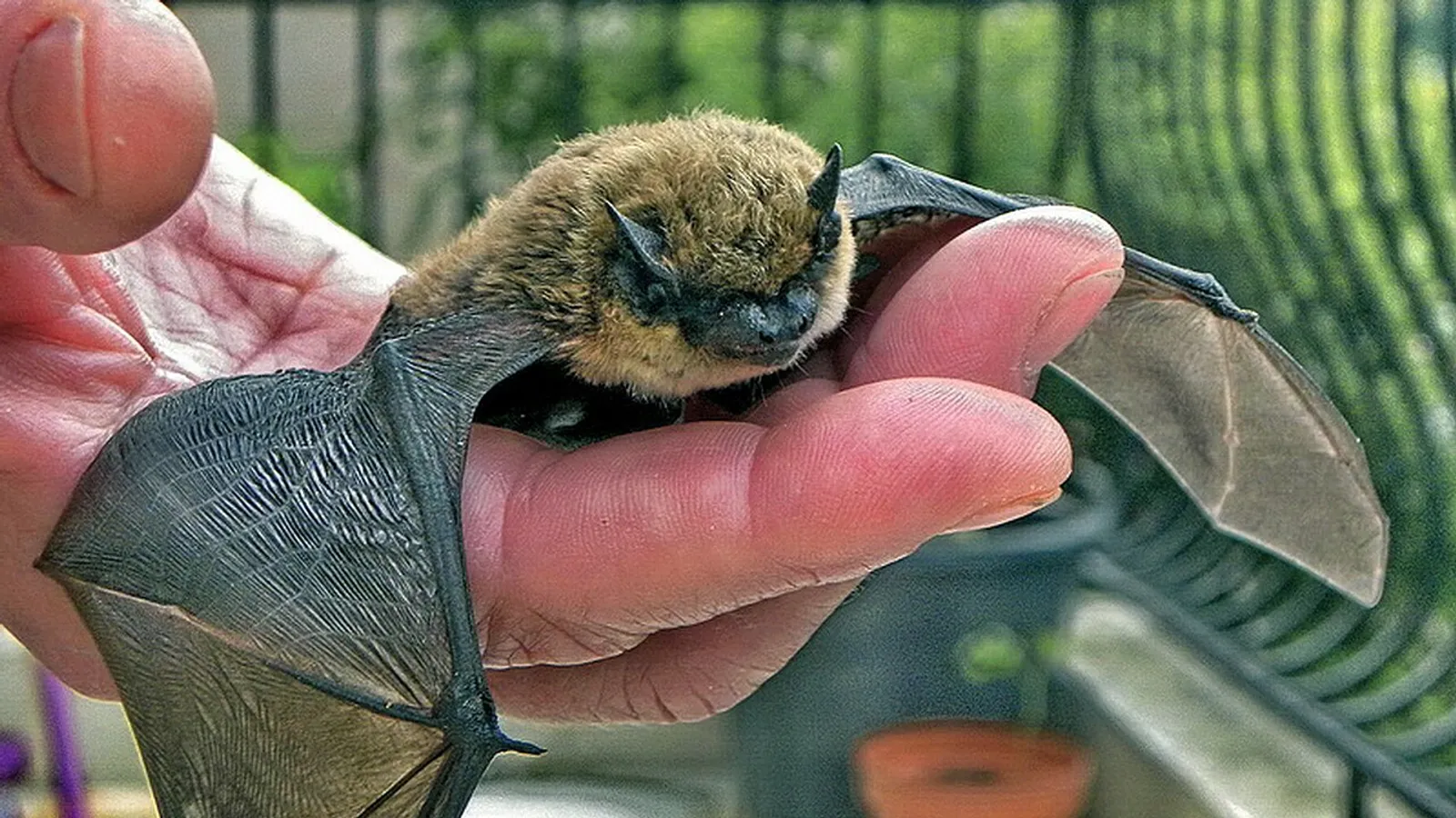 Pipistrello di Savi (Hypsugo savii)