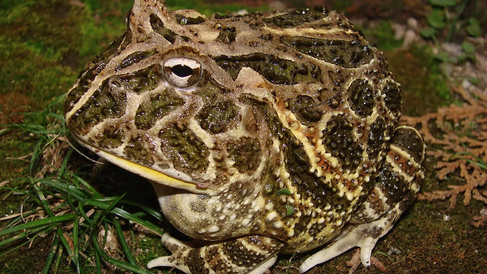 Rana cornuta di Cranwell (Ceratophrys cranwelli)