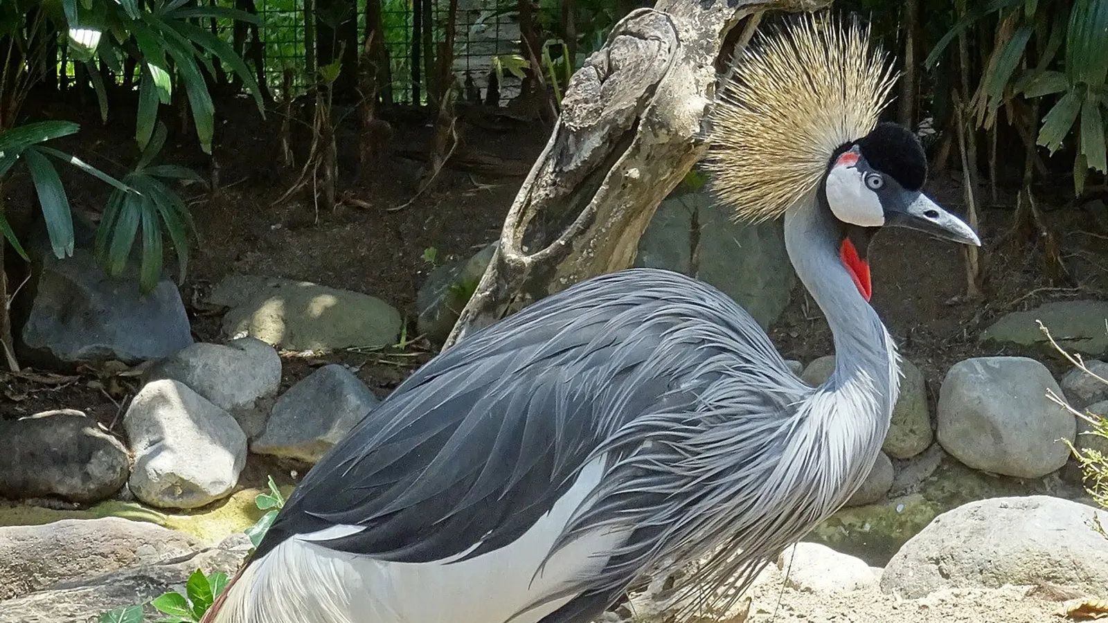 Grey crowned crane (Balearica regulorum)