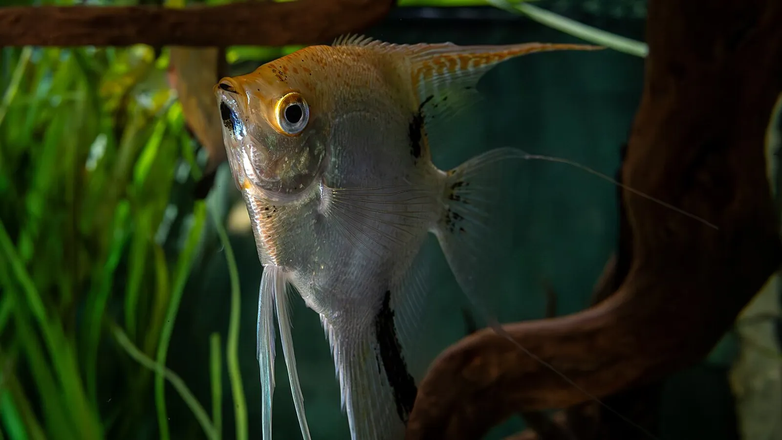 Pesce scalare (Pterophyllum scalare)